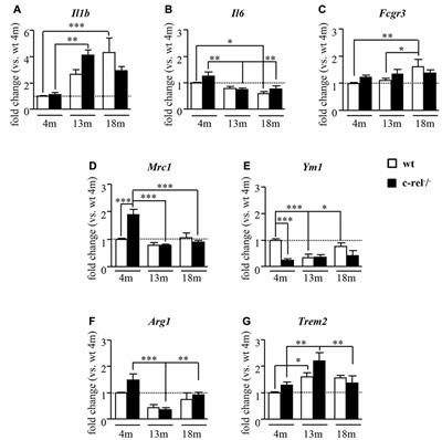 Mild Inflammatory Profile without Gliosis in the c-Rel Deficient Mouse Modeling a Late-Onset Parkinsonism